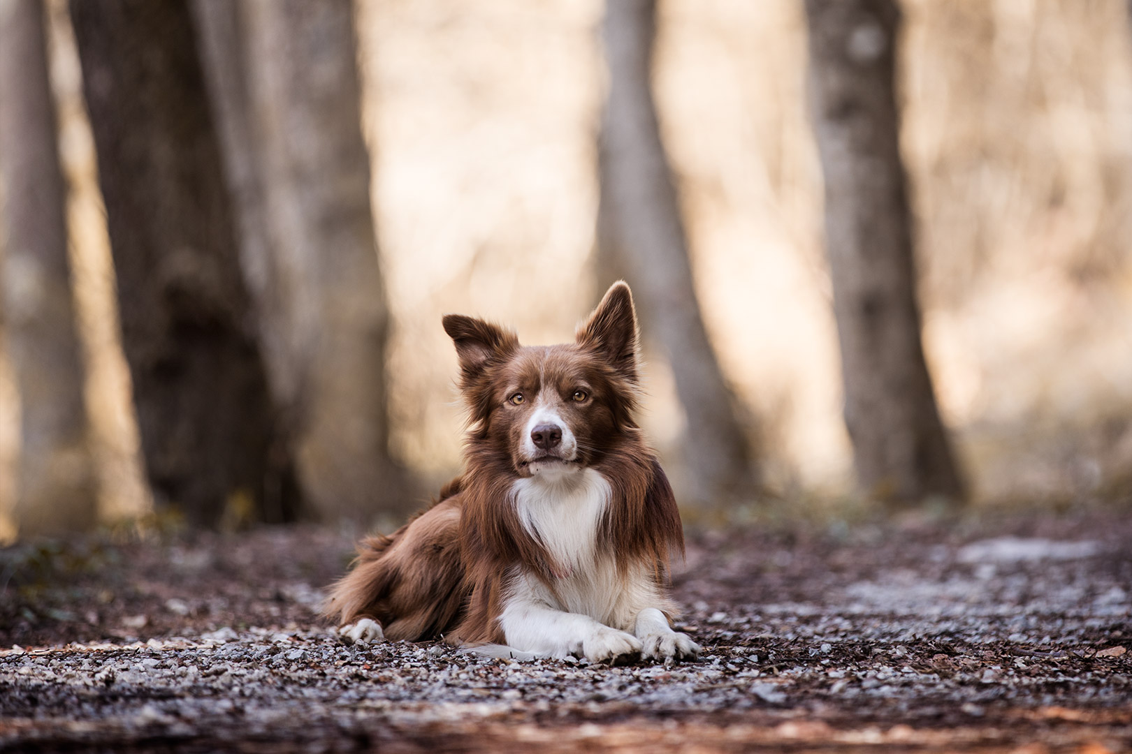 cane sdraiato fra gli alberi