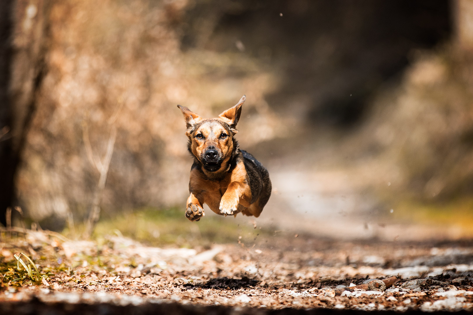 cane che corre